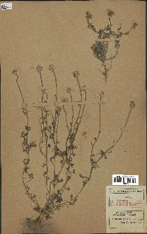 spécimen de Anthemis arvensis