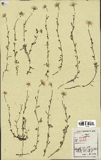 spécimen de Anthemis arvensis