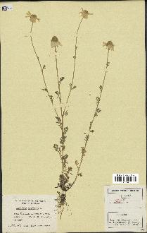 spécimen de Anthemis arvensis
