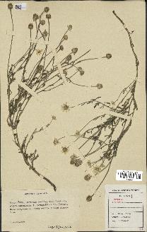 spécimen de Anthemis arvensis