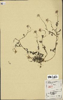 spécimen de Anthemis arvensis