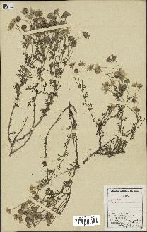 spécimen de Anthemis arvensis