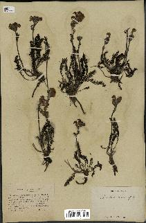 spécimen de Pedicularis cenisia