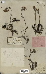 spécimen de Pedicularis cenisia