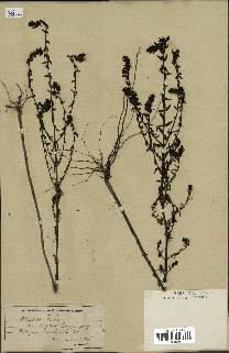 spécimen de Odontites vernus