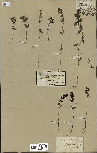 spécimen de Odontites vernus