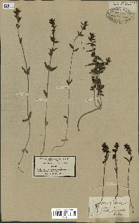 spécimen de Odontites vernus