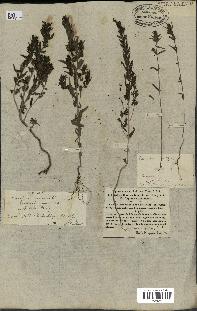 spécimen de Odontites vernus