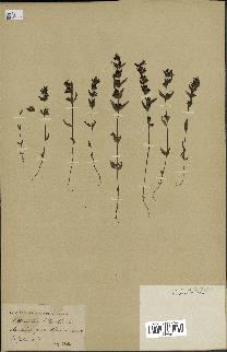 spécimen de Odontites vernus