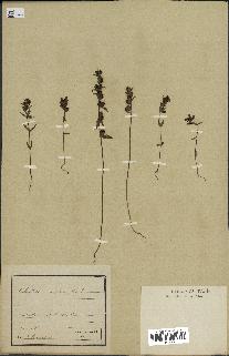 spécimen de Odontites vernus