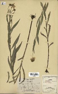 spécimen de Helenium autumnale
