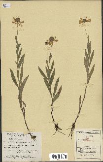 spécimen de Helenium autumnale