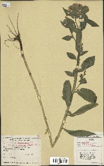 spécimen de Helenium autumnale
