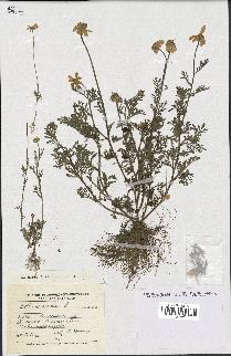 spécimen de Anthemis arvensis