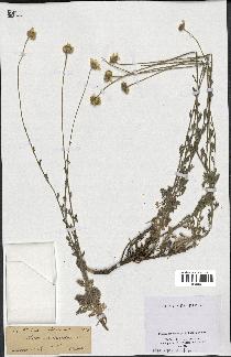 spécimen de Anthemis tinctoria