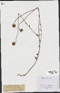 spécimen de Anthemis tinctoria