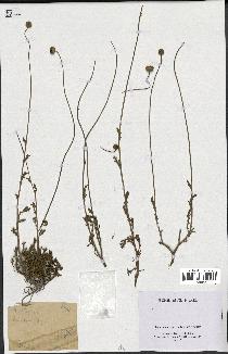 spécimen de Anthemis tinctoria