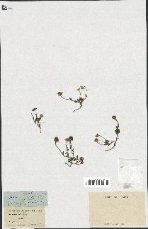spécimen de Anthemis arvensis