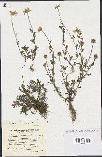 spécimen de Anthemis arvensis