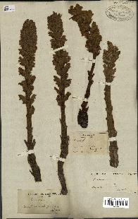 spécimen de Orobanche rapum-genistae