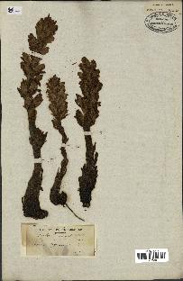 spécimen de Orobanche variegata