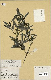 spécimen de Barleria lupulina