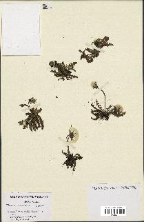 spécimen de Taraxacum alpinum
