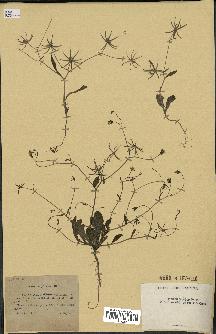 spécimen de Rhagadiolus stellatus