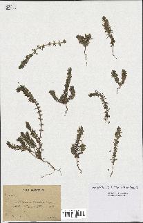 spécimen de Teucrium decipiens