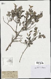 spécimen de Teucrium fruticans