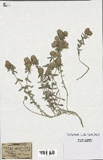 spécimen de Teucrium capitatum