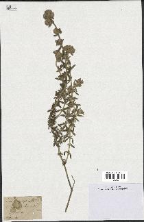 spécimen de Teucrium capitatum