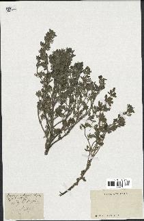 spécimen de Teucrium botrys