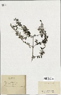 spécimen de Teucrium fruticans