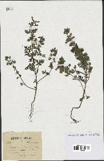 spécimen de Teucrium botrys