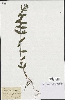 spécimen de Teucrium scordium