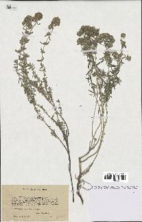 spécimen de Teucrium capitatum