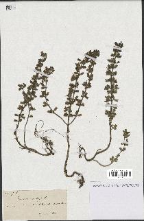 spécimen de Teucrium botrys