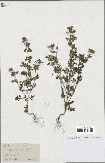 spécimen de Teucrium botrys