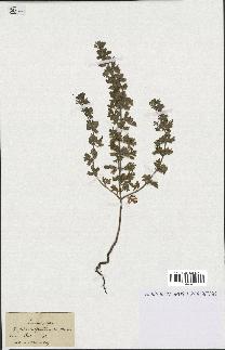 spécimen de Teucrium botrys