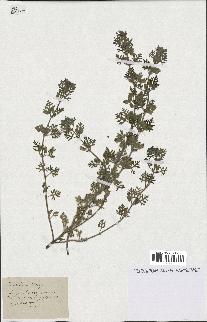 spécimen de Teucrium botrys