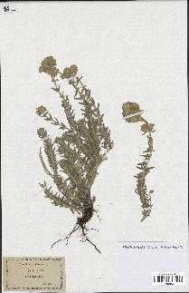 spécimen de Teucrium capitatum