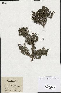 spécimen de Teucrium brevifolium