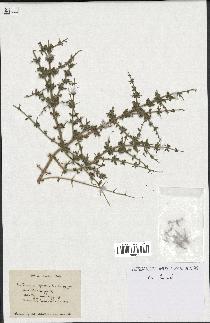 spécimen de Teucrium spinosum