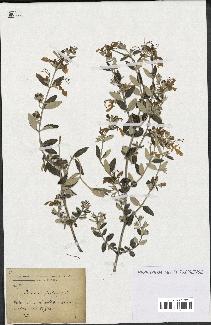 spécimen de Teucrium fruticans