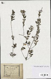 spécimen de Teucrium fruticans