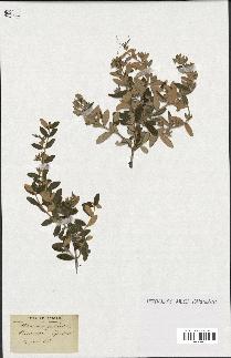 spécimen de Teucrium fruticans