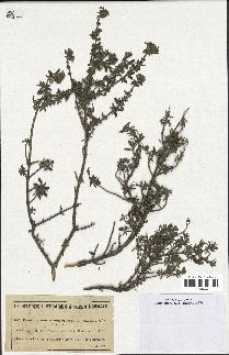 spécimen de Teucrium brevifolium