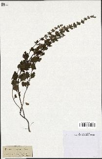 spécimen de Teucrium lucidum