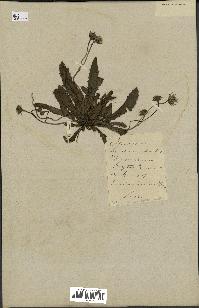 spécimen de Crepis taraxacifolia